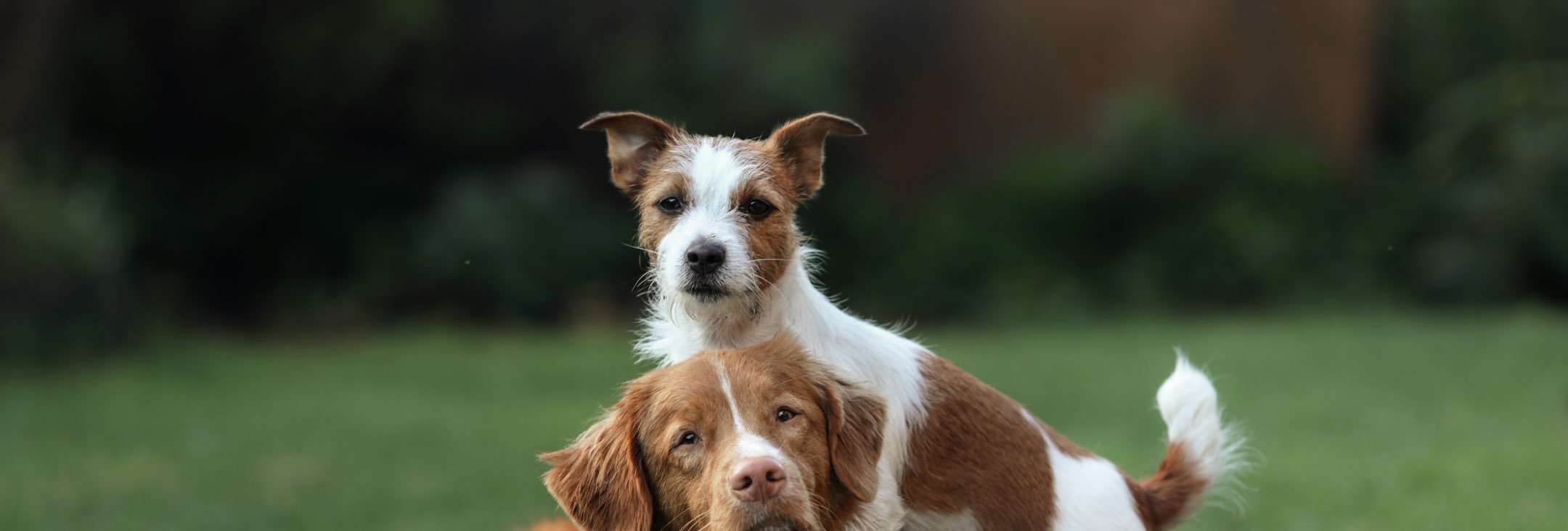 Two dogs playing outside