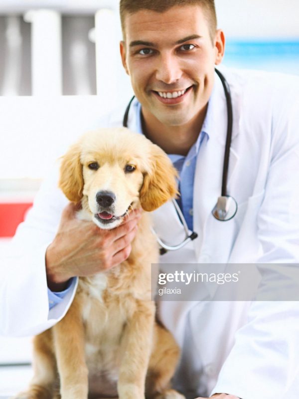 Smiling veterinarian holding a dog