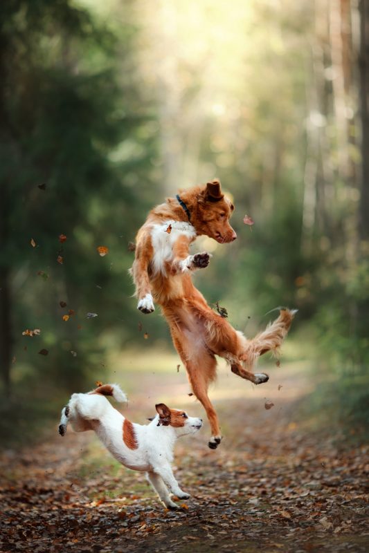 Dogs jumping happily